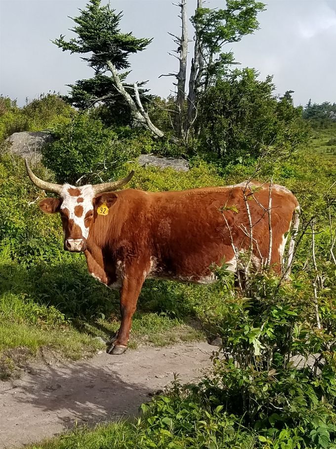 This long horned steer was having a staring contest with us....right before he charge!!...only kidding :). But he sure didn't want to move from the trail to let us by. We walked around.
