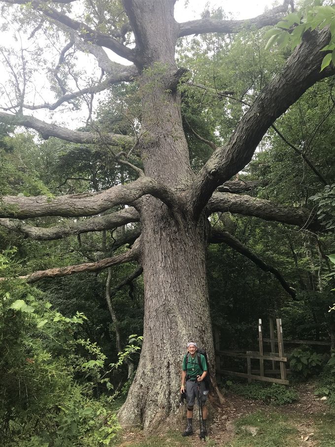A LARGE Kiefer Oak tree!